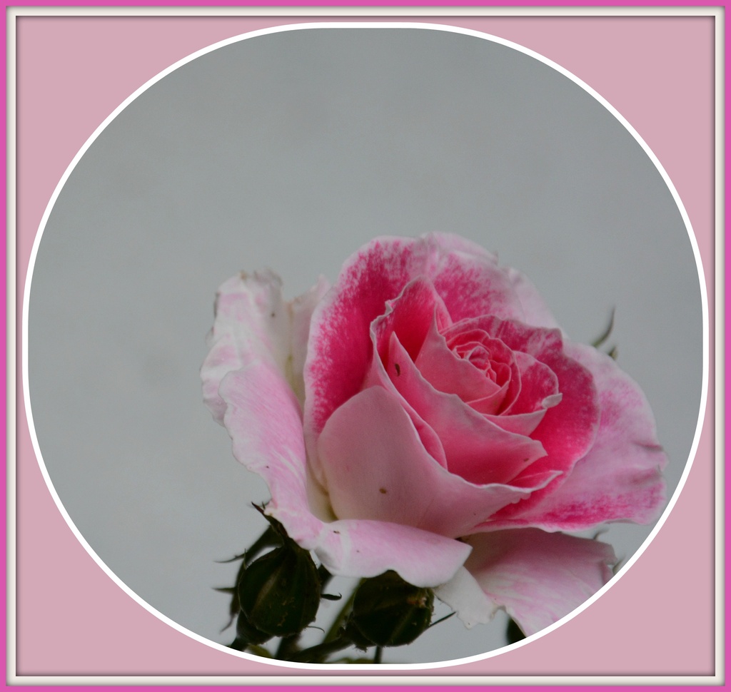 pink rose by rosiekind