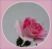 28th Jun 2013 - pink rose