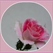 pink rose by rosiekind