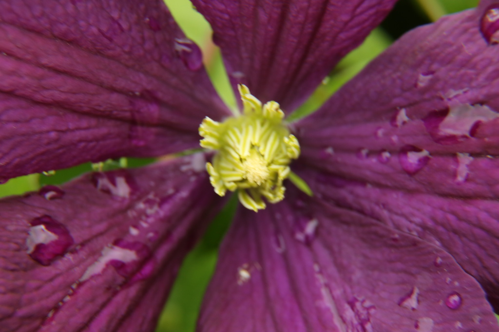 Clematis close up-after more rain by padlock