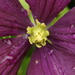 Clematis close up-after more rain by padlock