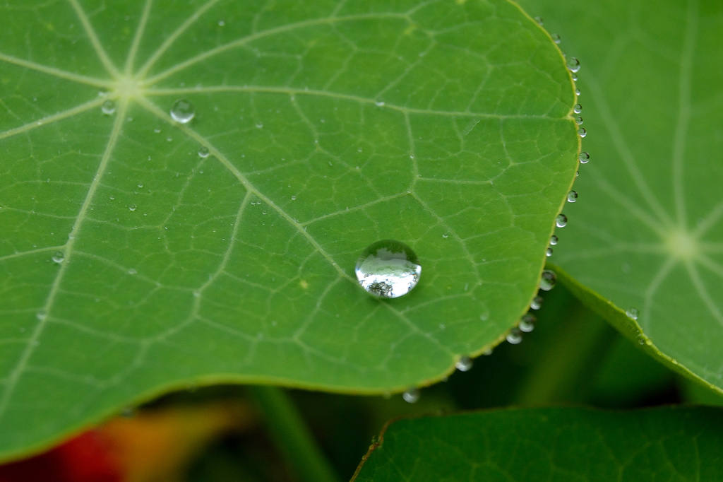 Nasturtium leaves by Richard Creese · 365 Project