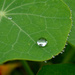 Nasturtium leaves by richardcreese
