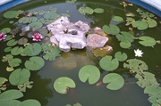 28th Jun 2013 - A little pond