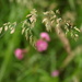 Grass seed - 28-6 by barrowlane