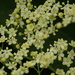 Elderflower flower - 28-6 by barrowlane