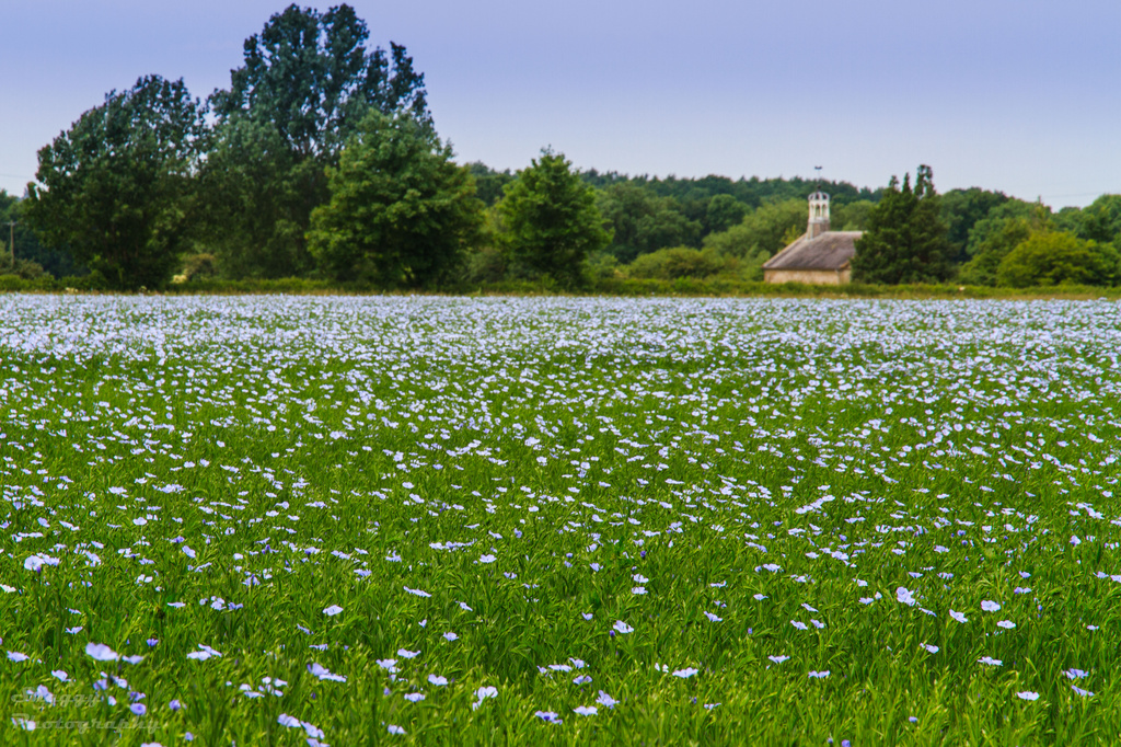 Day 178 - Fields of Flax by snaggy