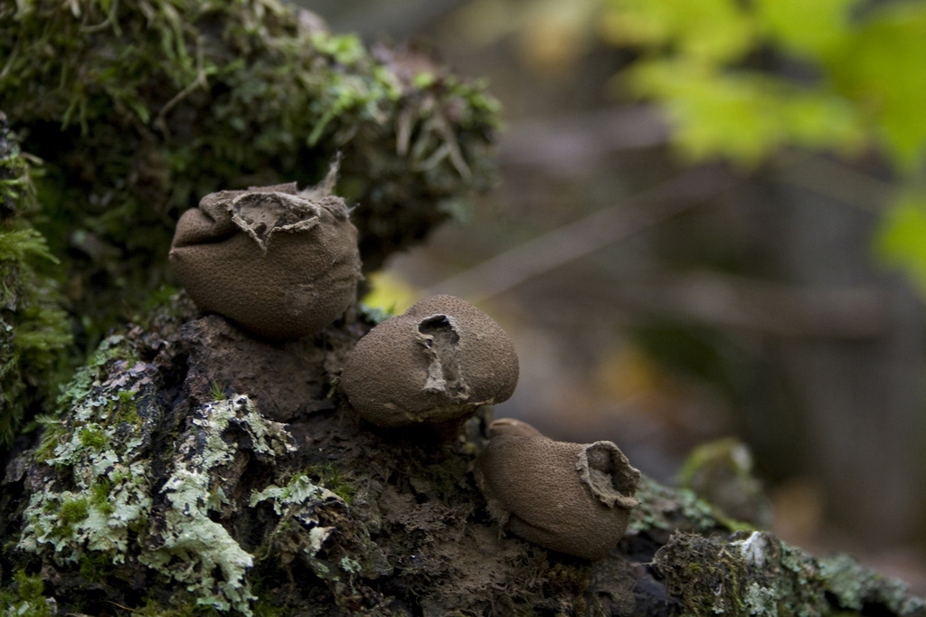 Mushrooms by pdulis