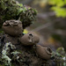 Mushrooms by pdulis