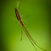 Long-Jawed Orb Weaver by darylo