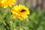 26th Jun 2013 - Bee in flower