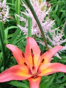28th Jun 2013 - Lilly and astilbe