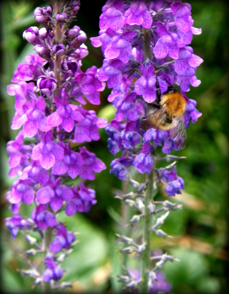  Bumble bee on the Veronica -- by beryl