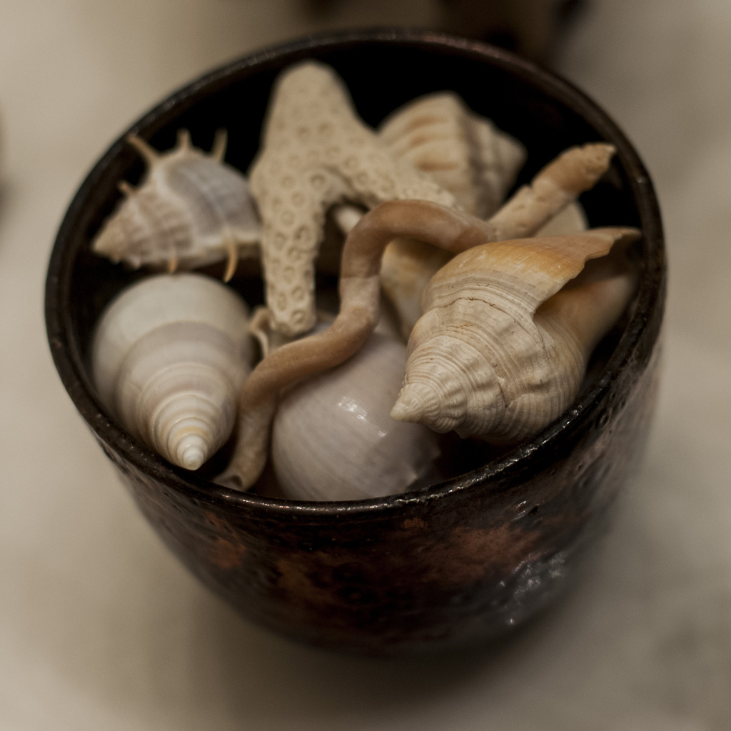 Trusty Bowl O' Shells by dakotakid35