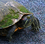 28th Jun 2013 - Myrtle the Turtle aka Red Eared Slider