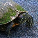 Myrtle the Turtle aka Red Eared Slider by grannysue