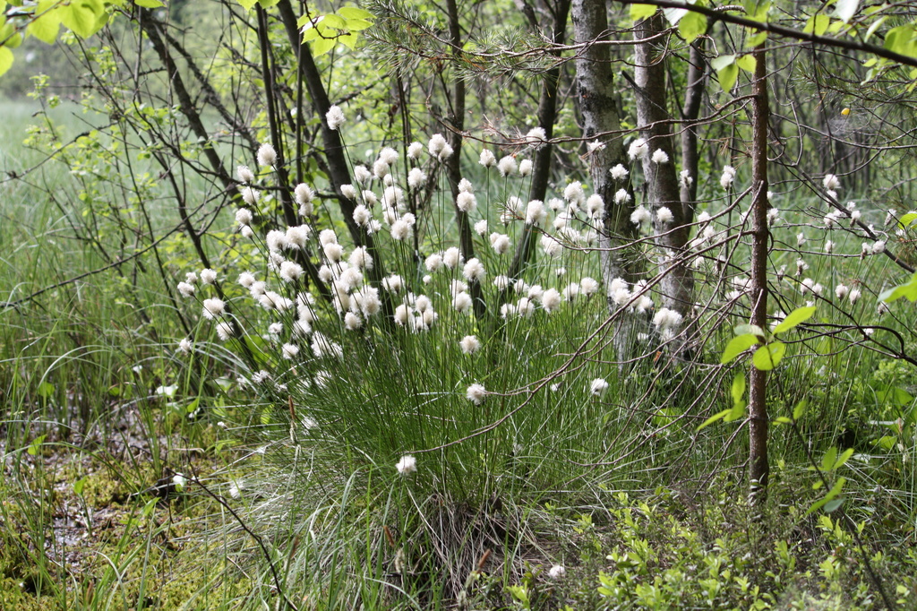 Hare's-tail cottongrass (Eriophorum vaginatum) - Tupasvilla, Tuvull IMG_5903 by annelis