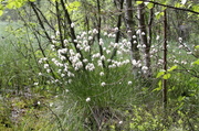 3rd Jun 2013 - Hare's-tail cottongrass (Eriophorum vaginatum) - Tupasvilla, Tuvull IMG_5903