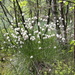 Hare's-tail cottongrass (Eriophorum vaginatum) - Tupasvilla, Tuvull IMG_5903 by annelis