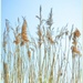 Tall Grasses by carolmw