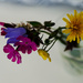Wild flowers by elisasaeter