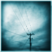29th Jun 2013 - bird on a wire