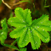 Drops on leaf by elisasaeter