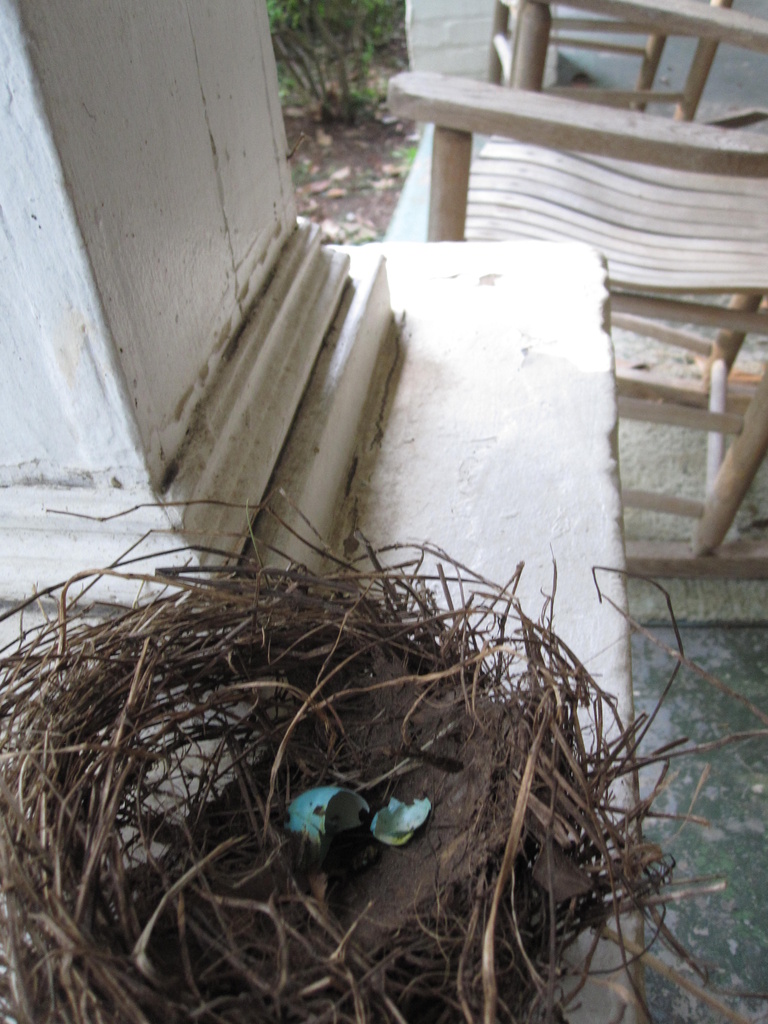 Bird's nest by margonaut