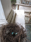 26th Jun 2013 - Bird's nest