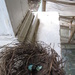 Bird's nest by margonaut