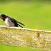 Swallows ~ 1 by seanoneill