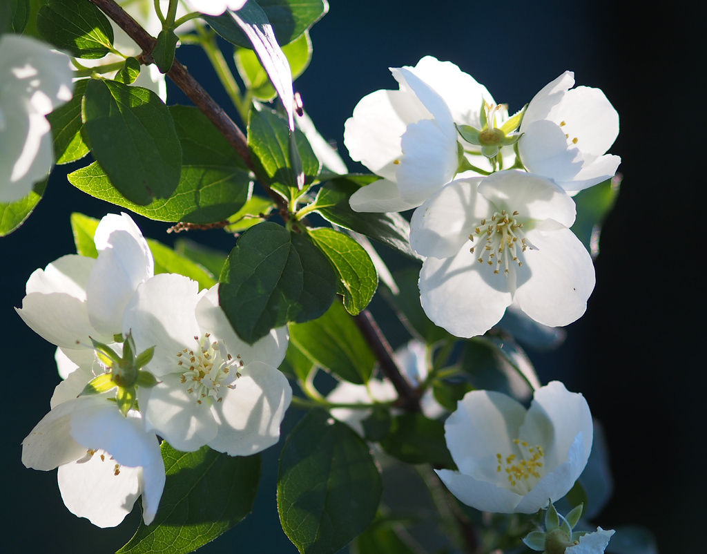 Mock Orange by tosee