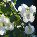 Mock Orange by tosee