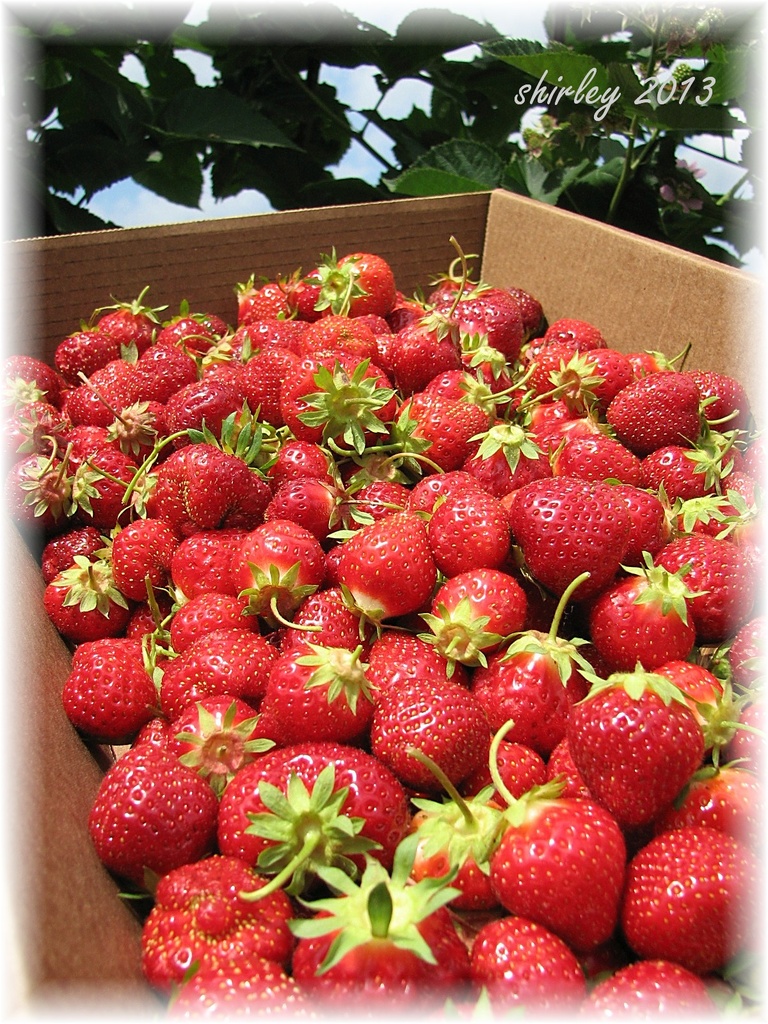 strawberry pickings by mjmaven