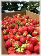 29th Jun 2013 - strawberry pickings