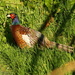 Plesant pheasant - 29-6 by barrowlane
