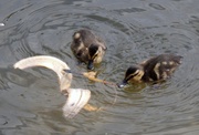 14th Jun 2010 - Ducklings