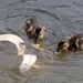 Ducklings by bizziebeeme