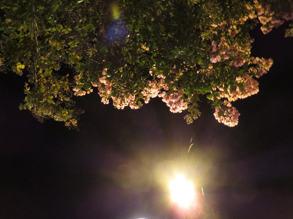 Burbank Blossoms from Below by lisasutton