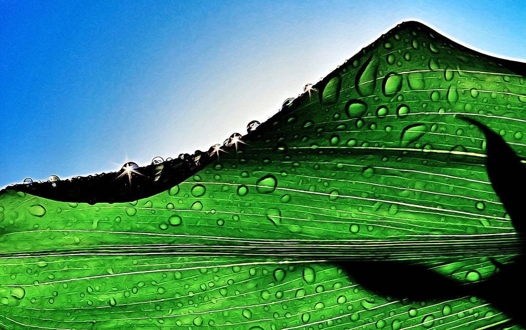 Edge of a wet leaf by sbolden