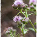  More Weeds...Thistle by gardencat