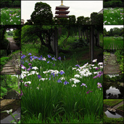 19th Jun 2013 - Asakusa and gardens