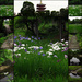 Asakusa and gardens by alia_801