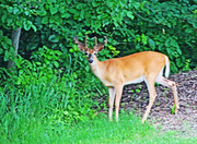 29th Jun 2013 - Wahkon Deer
