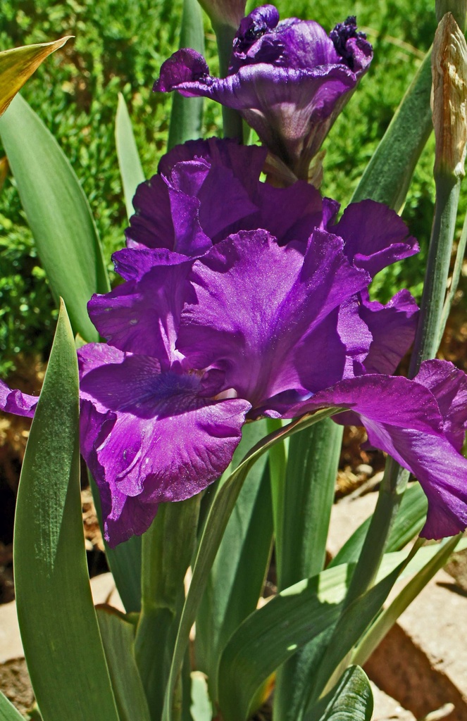 purple iris by dmdfday