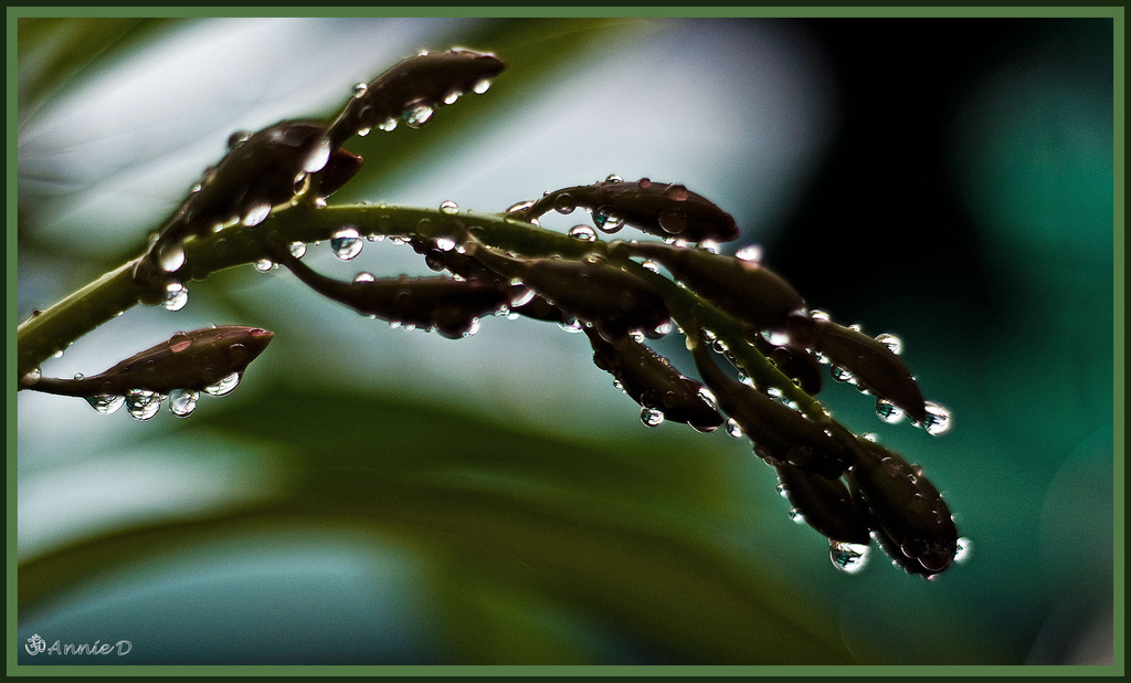 Droplets on the Buds by annied