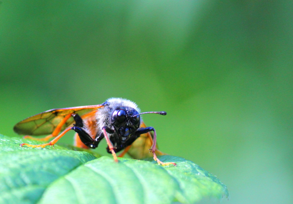 Bee type bug by jankoos
