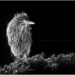 Young Night Heron by aikiuser