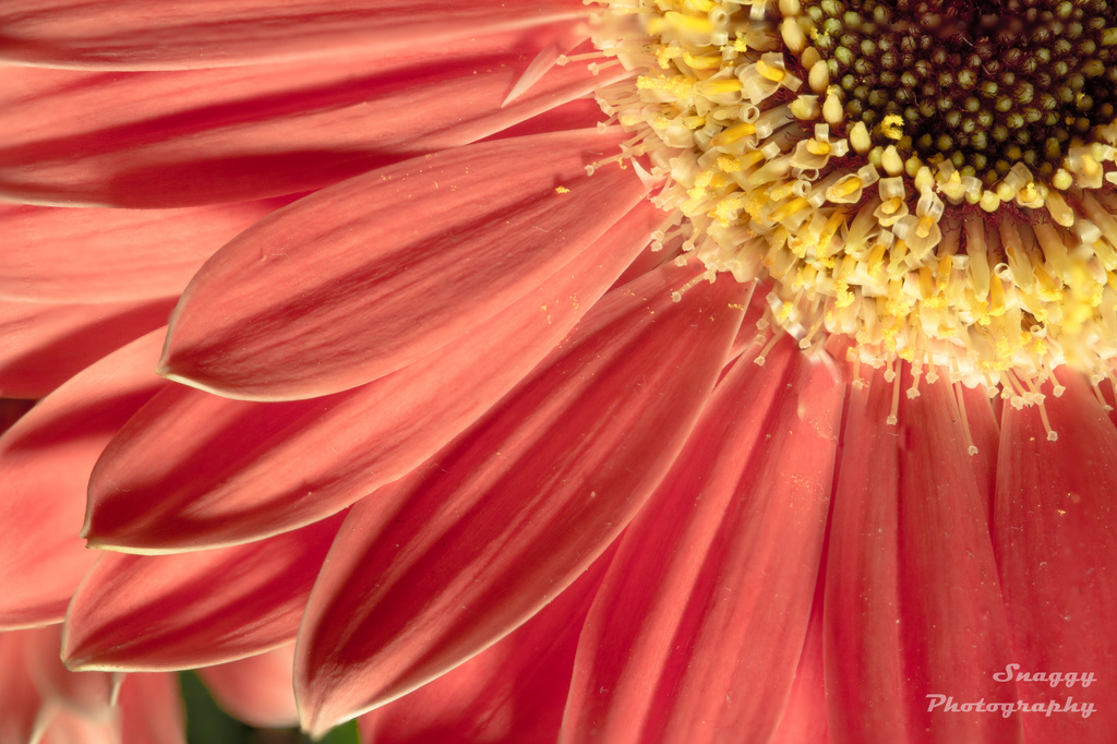 Day 179 - Gerbera by snaggy