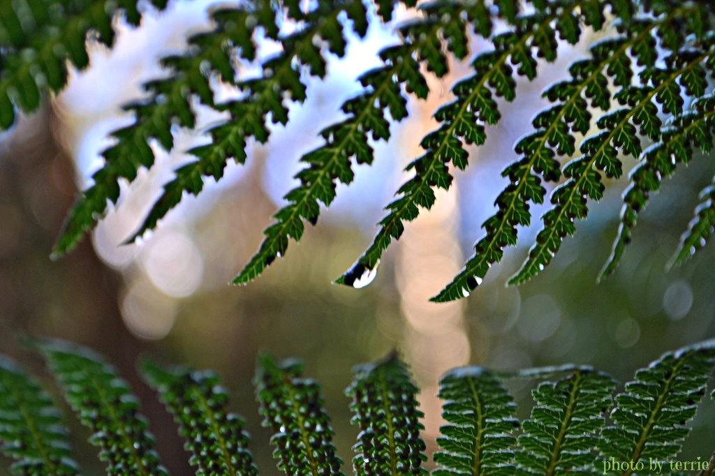 Fern fronds by teodw